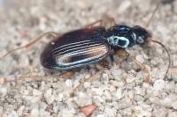 Bembidion tetracolum