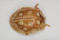 Halyzia sedecimguttata