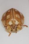 Halyzia sedecimguttata