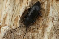 Stenomax aeneus