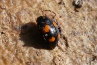 Scaphidium quadrimaculatum