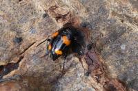 Scaphidium quadrimaculatum