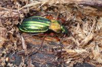 Carabus auronitens