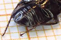 Pterostichus anthracinus
