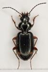 Bembidion biguttatum