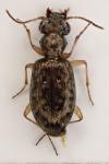 Asaphidion curtum