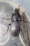Abax parallelepipedus