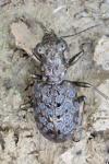 Elaphrus cupreus