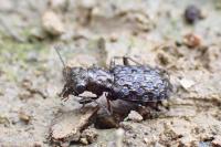 Elaphrus cupreus