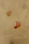 Asaphidion curtum
