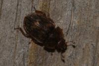 Soronia grisea