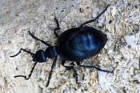 Meloe violaceus