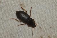 Pseudoophonus griseus