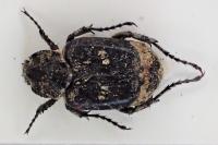 Valgus hemipterus