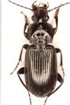 Pterostichus anthracinus