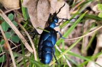 Meloe violaceus