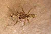 Rhagium inquisitor