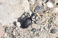 Meloe proscarabaeus
