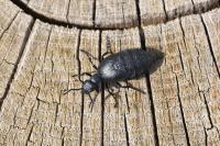 Meloe proscarabaeus
