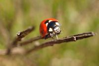 Coccinella septempunctata