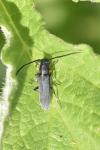 Phytoecia cylindrica