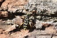 Plagionotus arcuatus