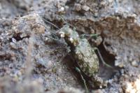 Elaphrus riparius