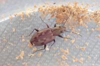 Bembidion litorale