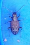 Bembidion litorale
