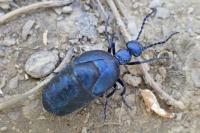Meloe violaceus
