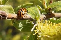 Chrysomela vigintipunctata