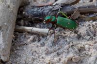 Cicindela campestris
