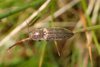 Actenicerus sjaelandicus