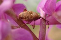 Curculio