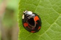 Harmonia axyridis