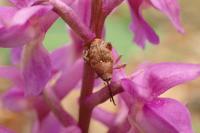 Curculio
