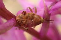 Curculio
