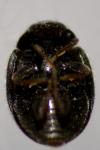 Nephus quadrimaculatus