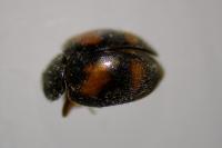 Nephus quadrimaculatus