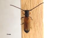 Tetrops praeustus