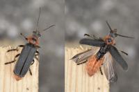Cantharis rustica