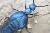 Meloe violaceus