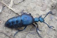 Meloe violaceus
