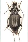 Agonum afrum