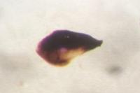 Agonum afrum