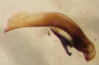 Agonum afrum