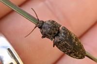 Agrypnus murinus