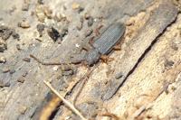 Uleiota planatus