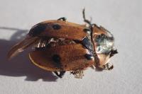 Dendroxena quadrimaculata