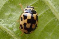 Propylea quatuordecimpunctata